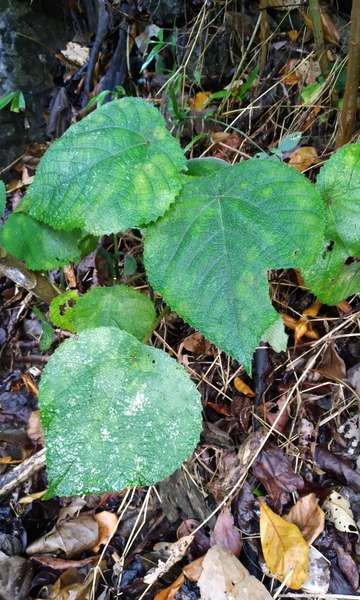 Qual &eacute; a planta mais venenosa do mundo?