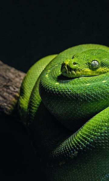 Qual &eacute; a criatura mais venenosa do mundo?