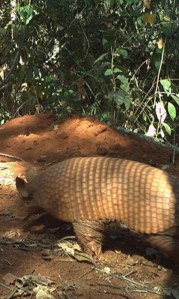 Orelhudo e de cauda nua: enigmática espécie de tatu é vista no Pantanal