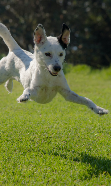 Por que cães e gatos têm picos de energia?