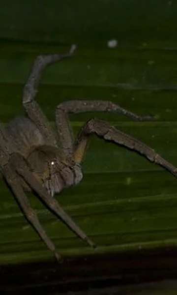 Quais são as aranhas mais venenosas?