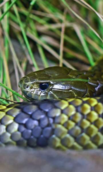 Quais as cobras mais venenosas do mundo?