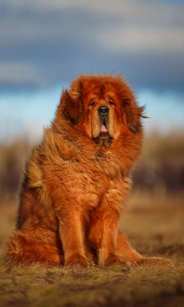 Qual é o cachorro mais caro do mundo?