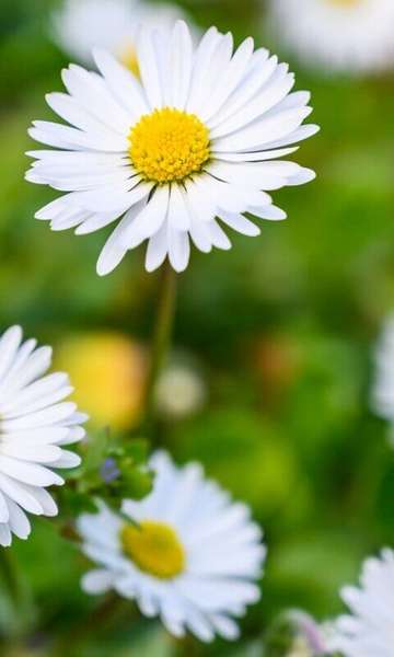 Quais s&atilde;o as plantas usadas na medicina?