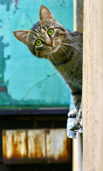 Por que os gatos têm medo de pepino?