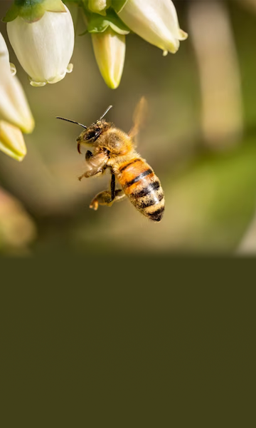 Quanto tempo vive uma abelha?