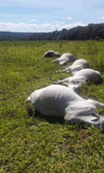 Raio cai em fazenda e mata 17 bois ao mesmo tempo