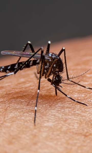 Dengue: conheça os sintomas da doença