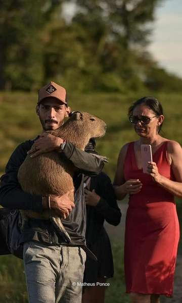 Multas, invasão e gaiola imunda: entenda a briga do IBAMA com Agenor pela capivara Filó