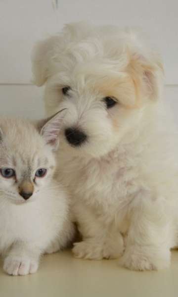 Cães ou Gatos? Saiba a preferência de cada país