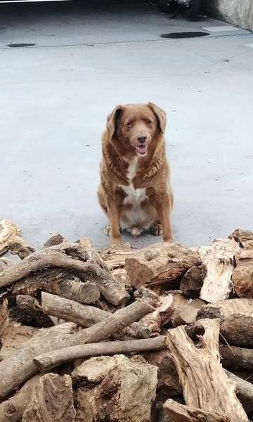 Conheça Bobi, o cão mais velho do mundo com 31 anos 