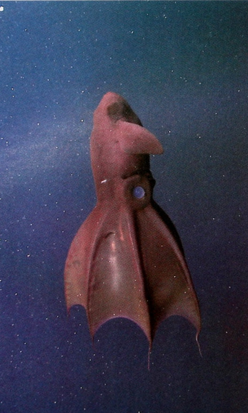 Veja os animais mais estranhos do fundo do mar