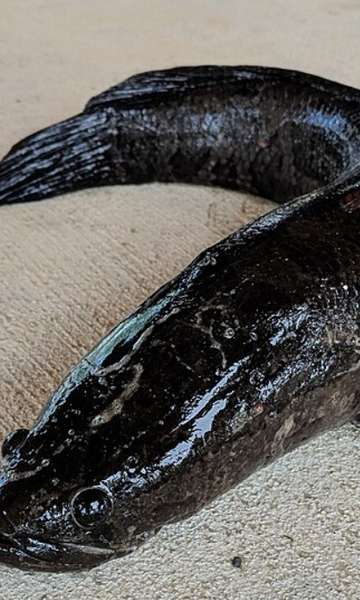 O que é o peixe cabeça-de-cobra que invadiu os EUA