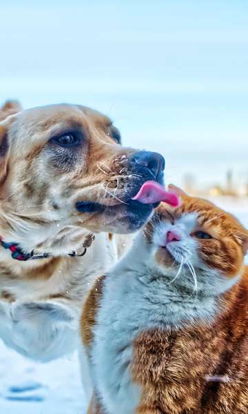 Por que gatos se parecem mais uns com os outros do que cães?