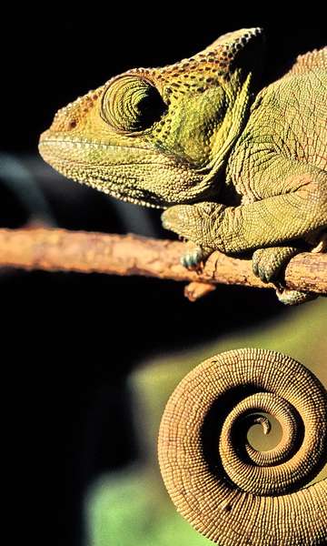 6 animais que se camuflam na natureza