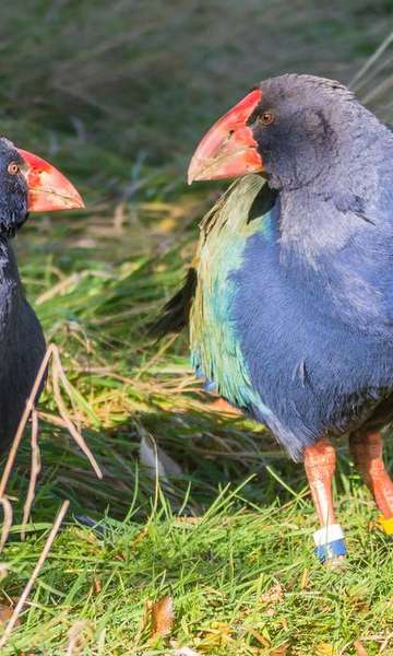 Considerado extinto, pássaro pré-histórico retorna à natureza