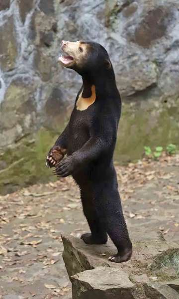 Pra quem n&atilde;o viu: Zoo da China garante que animal em p&eacute; &eacute; urso de verdade