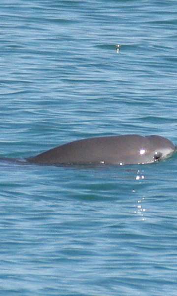 Descubra os Animais Mais Raros do Planeta