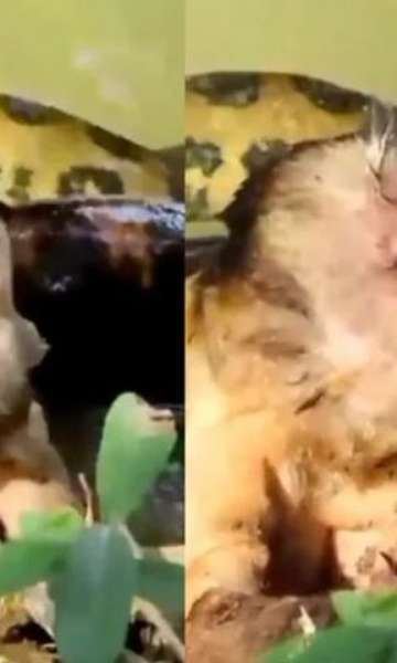 Macaco agoniza enrolado por sucuri e é salvo por turistas