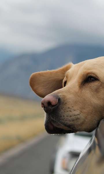 Talentos dos Cães: Veja Doenças que Eles Podem Farejar, Como Covid e Câncer