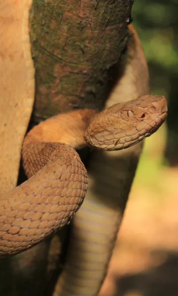 É de casa: conheça espécies de serpentes que só existem no Brasil