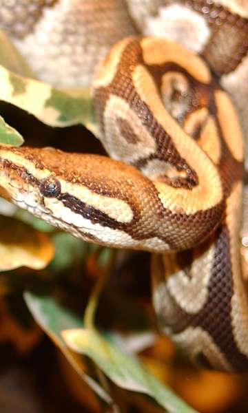 Quais São as Cobras que Podem Engolir Humanos?