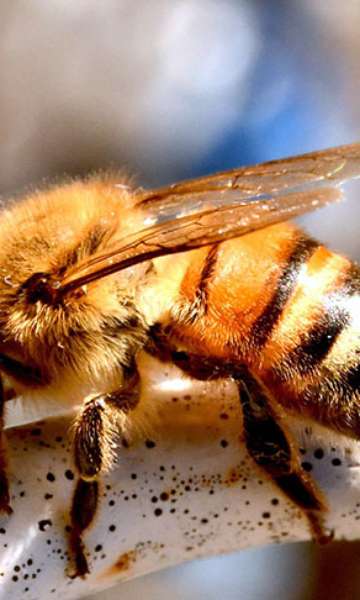 Os perigos dos ataques de abelhas e como evitá-los
