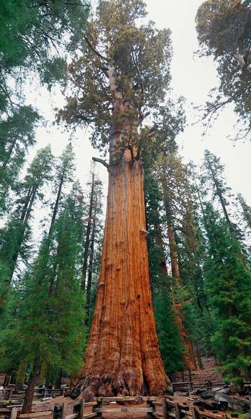 Cari tahu pohon mana yang terbesar di dunia