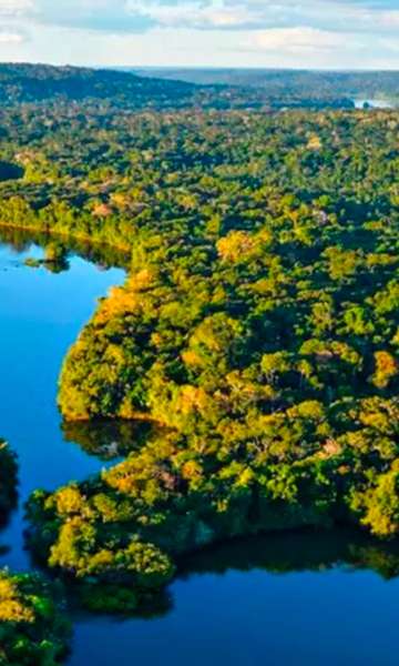Qual é a maior floresta do mundo? Spoiler: não é a Amazônia 