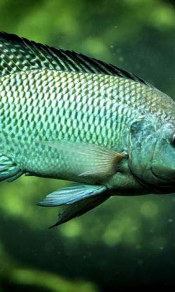 Healthy tip: Learn about types of fish and their benefits