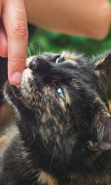 O que é esporotricose, doença transmitida por gatos que está descontrolada
