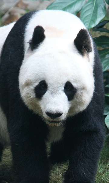 Panda é urso? Conheça fatos curiosos sobre o gigante chinês