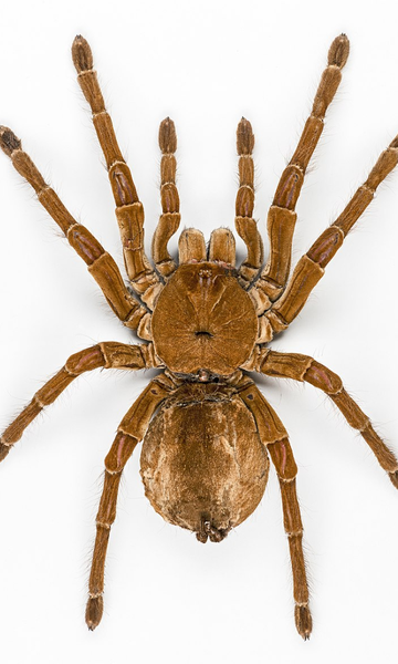 Esta aranha tem o tamanho de uma pizza; conheça a espécie