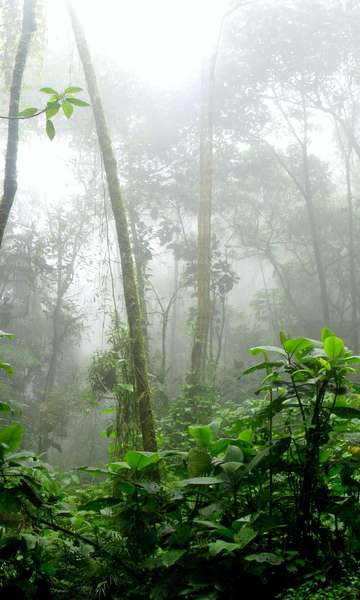 Viaje de gra&ccedil;a: jogo de simula&ccedil;&atilde;o educa e alerta sobre a Floresta Amaz&ocirc;nica