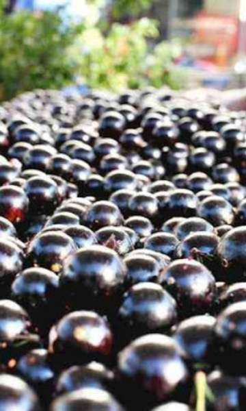 Jabuticaba é eleita segunda melhor fruta do mundo