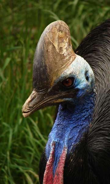 'Prima do avestruz', tímida e mortal: conheça a ave mais perigosa do mundo