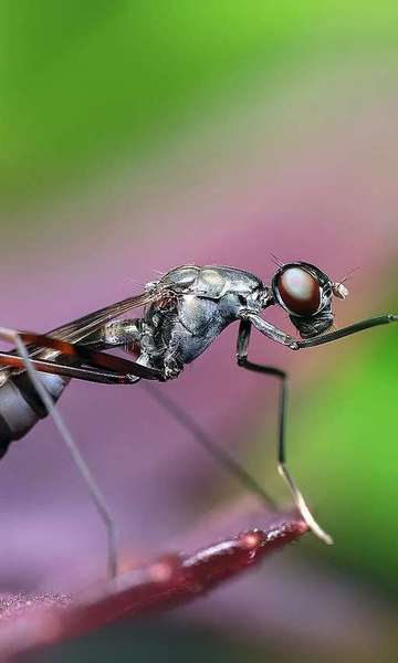 Formigas 'dominam' o mundo: Casa de quatrilhões