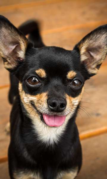 Conheça as raças de cachorro que vivem por mais tempo