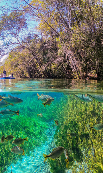 9 curiosidades sobre o melhor destino de ecoturismo no Brasil 