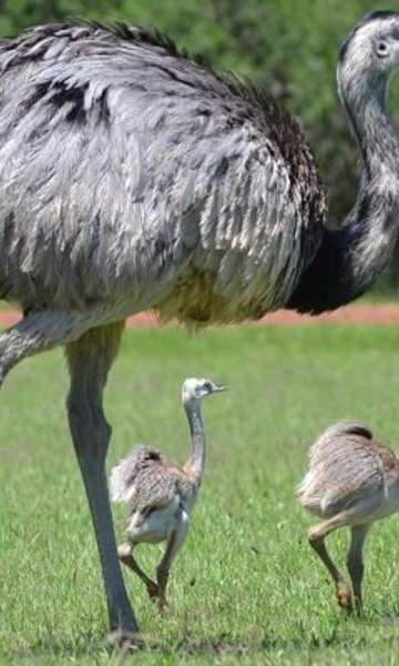 Quais são as 15 maiores aves do mundo?