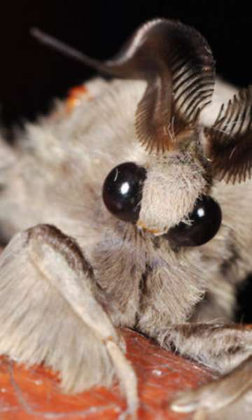 Mariposa-bruxa, joaninha e mais: conheça lendas e mitos sobre insetos