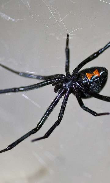Ministério da Saúde faz alerta sobre aranhas venenosas; conheça espécies