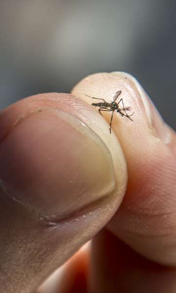 Mudanças climáticas podem aumentar casos de dengue no Brasil