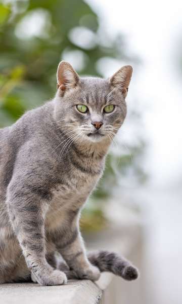 10 curiosidades sobre os gatos