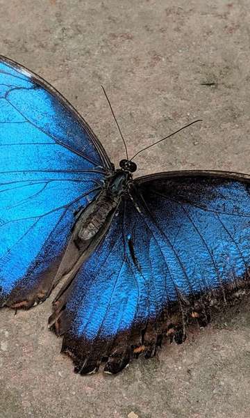 Por que a cor azul é tão rara na natureza?  A ciência explica