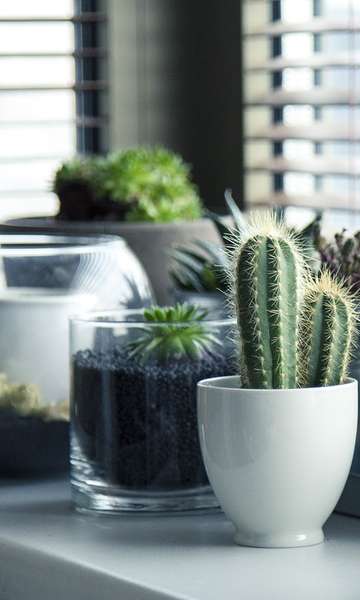 Harmonize sua casa: plantas perfeitas para o bem-estar no lar