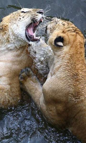 Híbrido entre leão e tigresa: conheça o ligre, maior felino do mundo