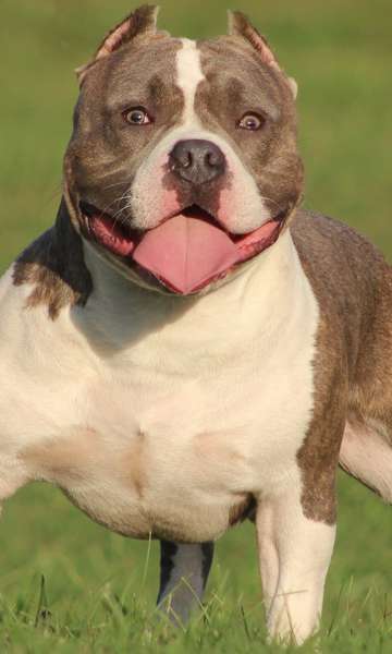 A man dies after trying to save a pet from a pit bull attack in SP