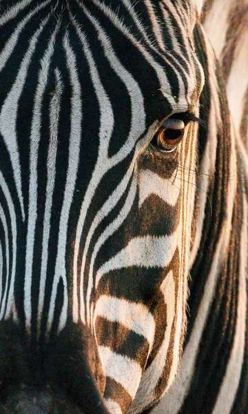 Por que as zebras têm listras?