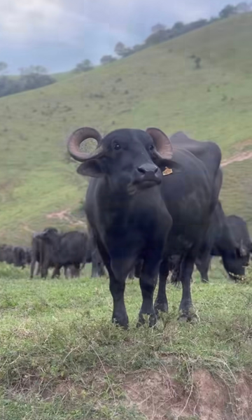 Búfalas vítimas de maus-tratos em fazenda de leite são levadas para santuários